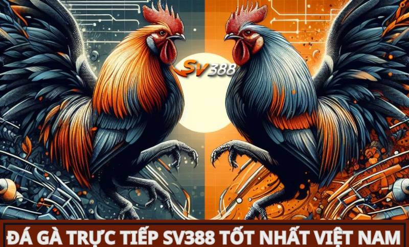 Tp88 Gaming cung cấp các dịch vụ cá cược hấp dẫn nhất - Tp88