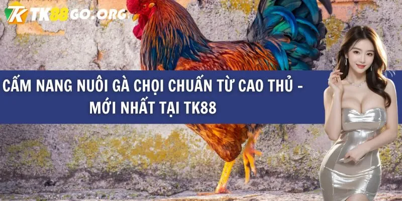Liệu có dịch vụ hỗ trợ người chơi cấp độ Vg99 24/7 không? - Vg99